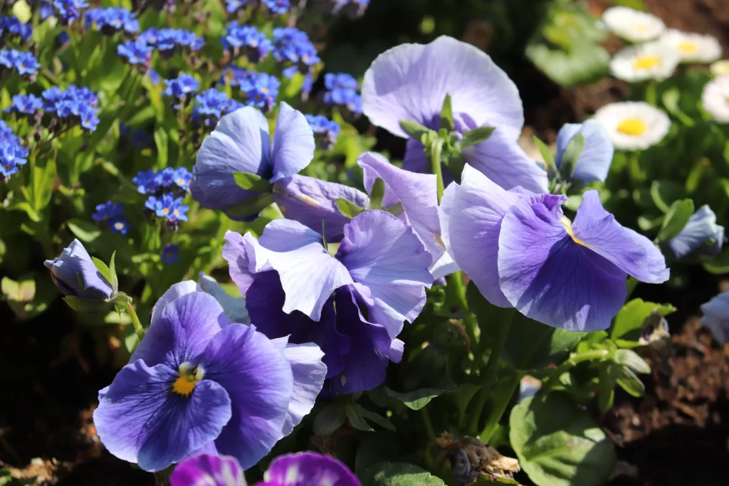 Purple Pansy Petals Sunlight Blue Forget-Me-Not