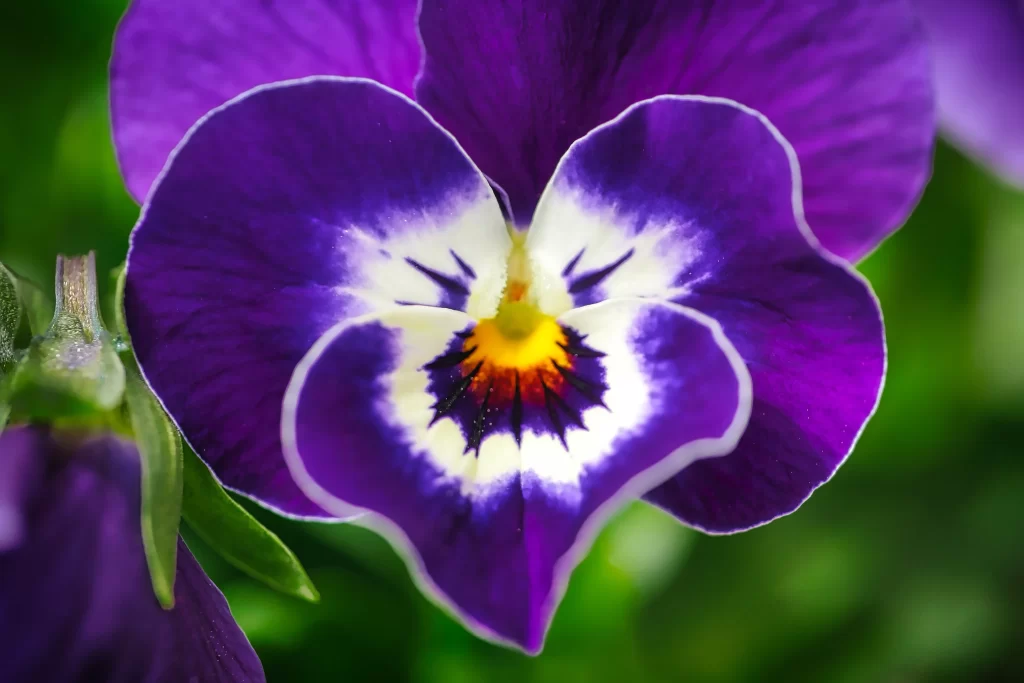 Purple Pansy Petals White Center Yellow Orange