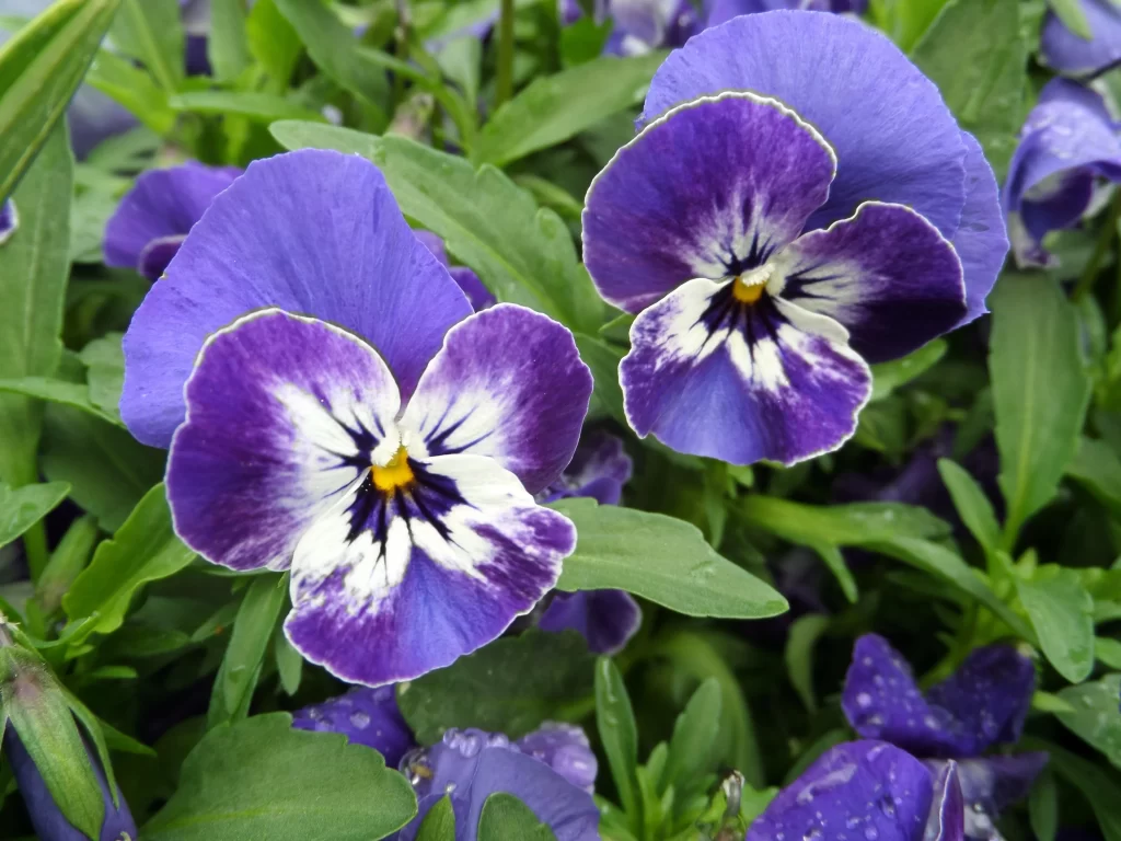 Purple Pansy Petals White Yellow Center Green gray Leaves