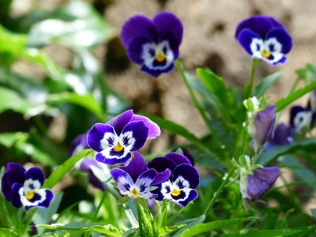 Purple Pansy Petals White Yellow Center Green gray Leaves