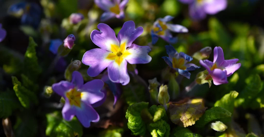 Purple Pansy Petals Yellow Center Green dark Leaves