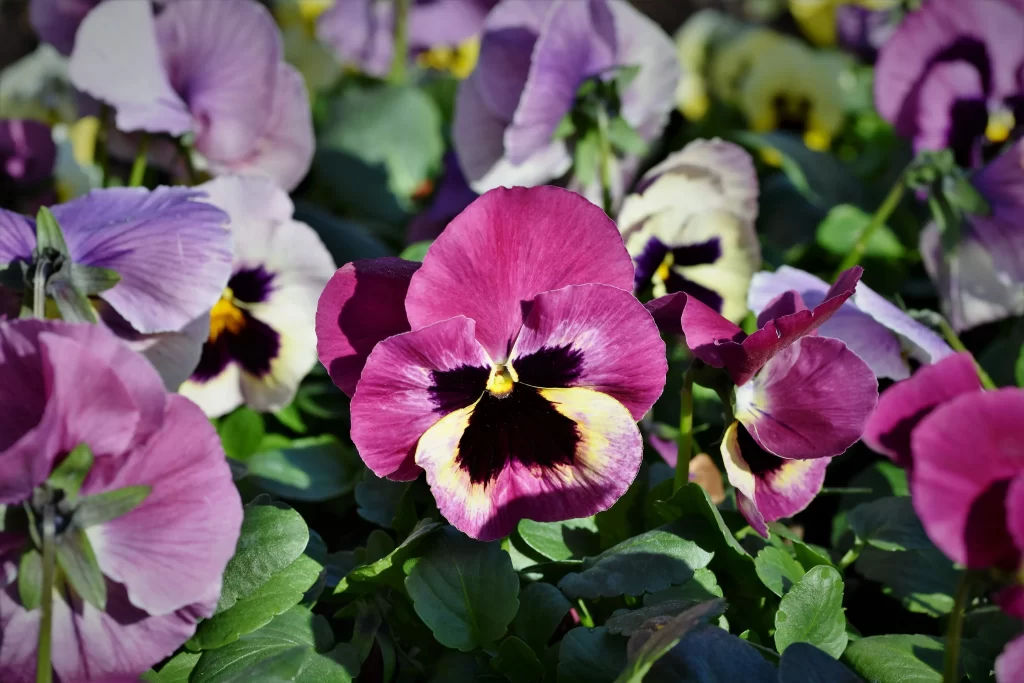 Purple Pansy Petals Yellow Center Black Markings