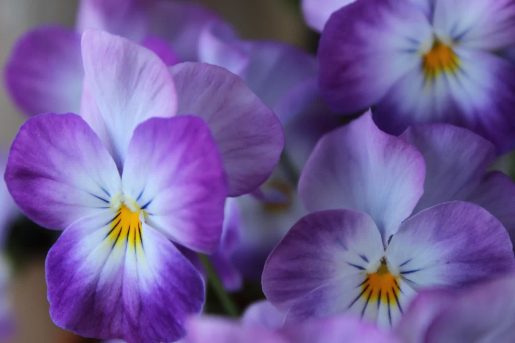 Purple Pansy Petals Yellow Center Blue cool Veins