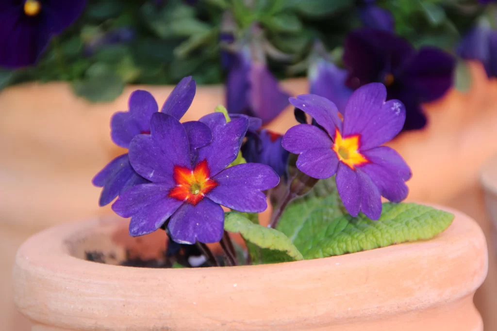 Purple Pansy Petals Yellow Center Green warm Leaves
