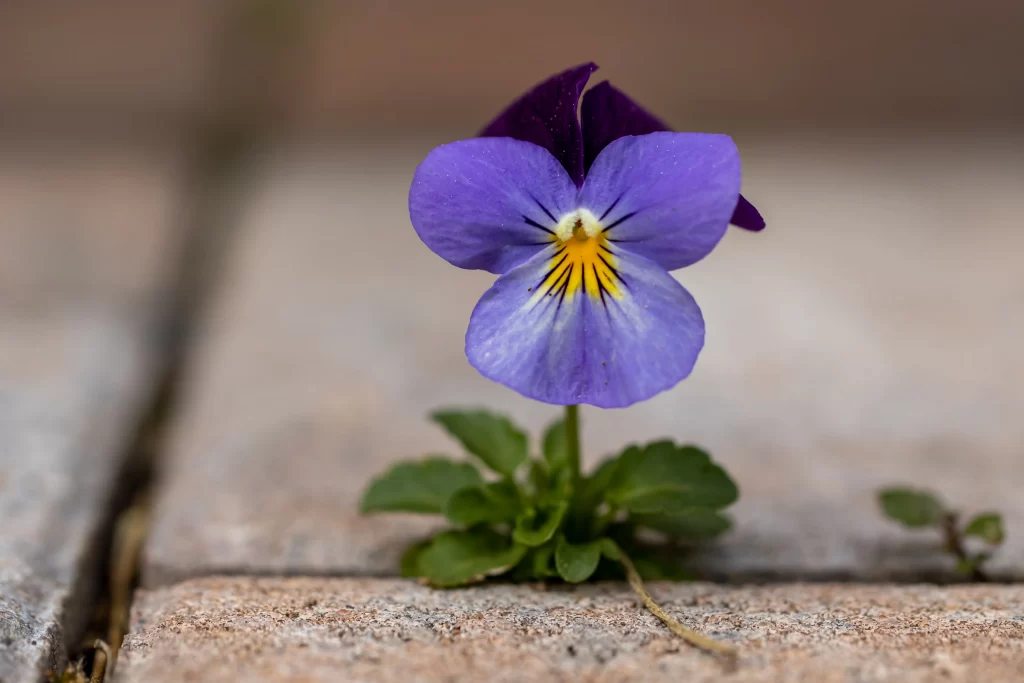 Purple Pansy Petals Yellow Center Green gray Leaves