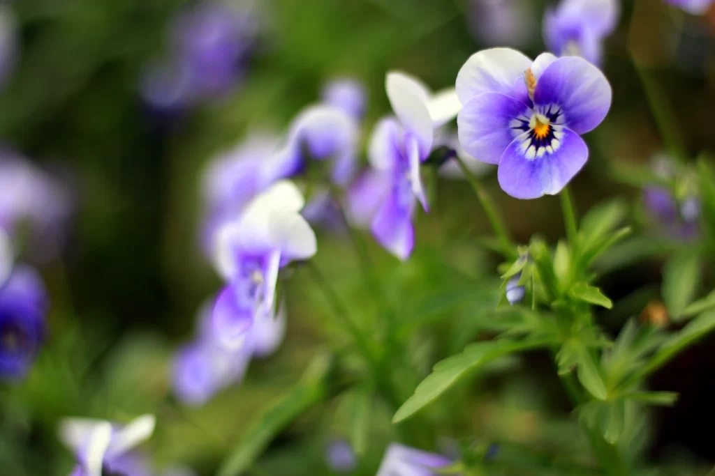 Purple Pansy Petals Yellow Center Green gray Leaves