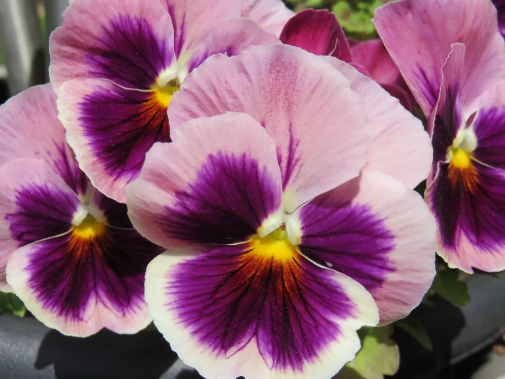 Purple Pansy Petals Yellow Center Variegated