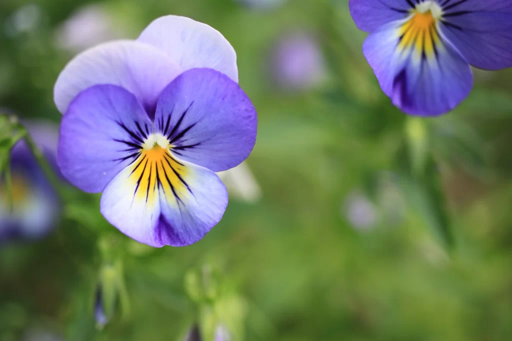 Purple Pansy Petals Yellow Center Green gray Background