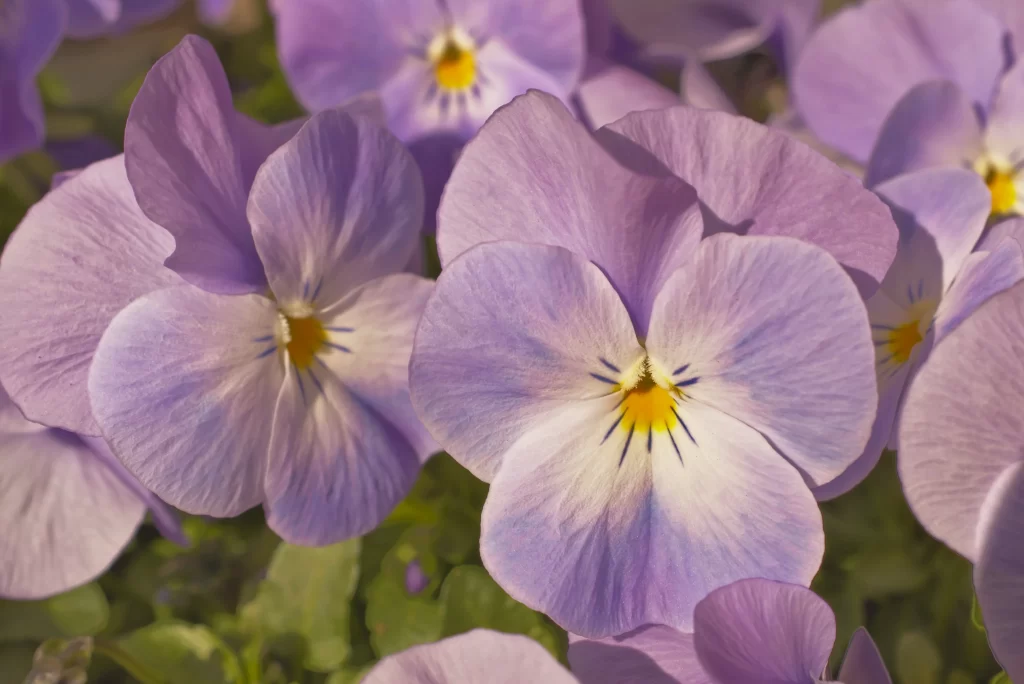 Purple Pansy Petals Yellow Center Blue gray Veins