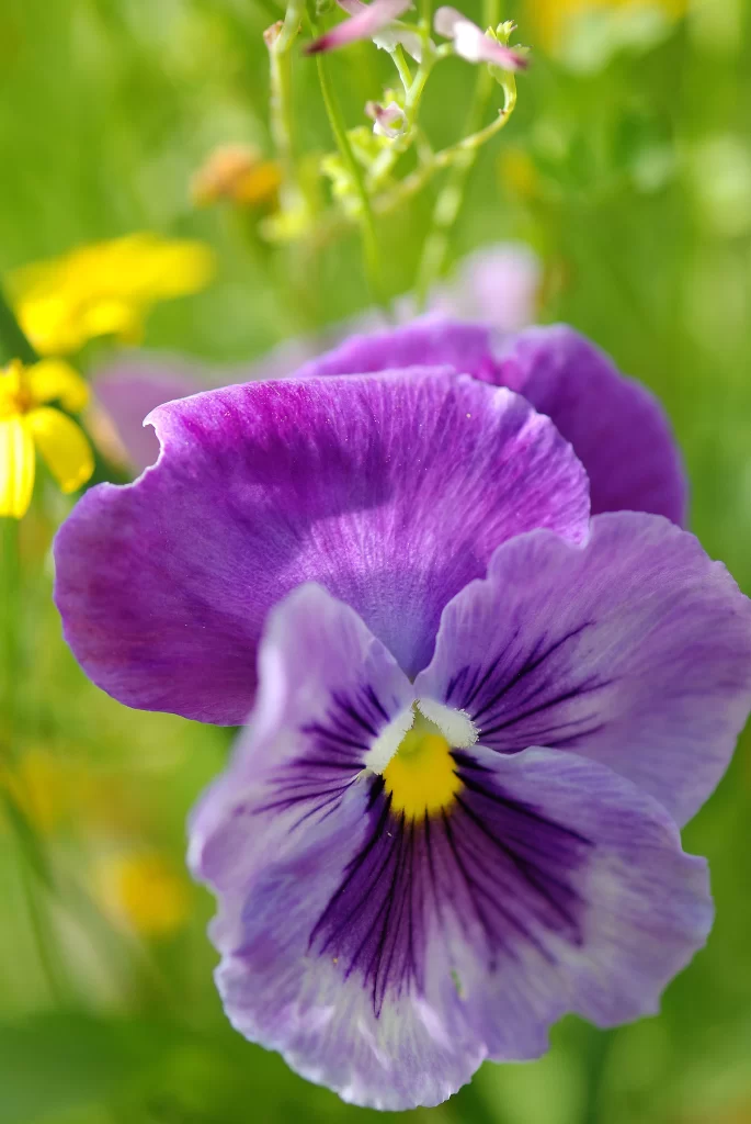 Purple Pansy Petals Yellow Center Green gray Background