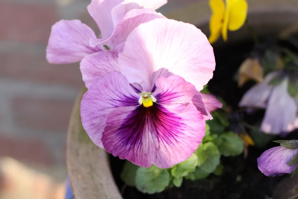 Purple Pansy Petals Yellow Center Dark Veins