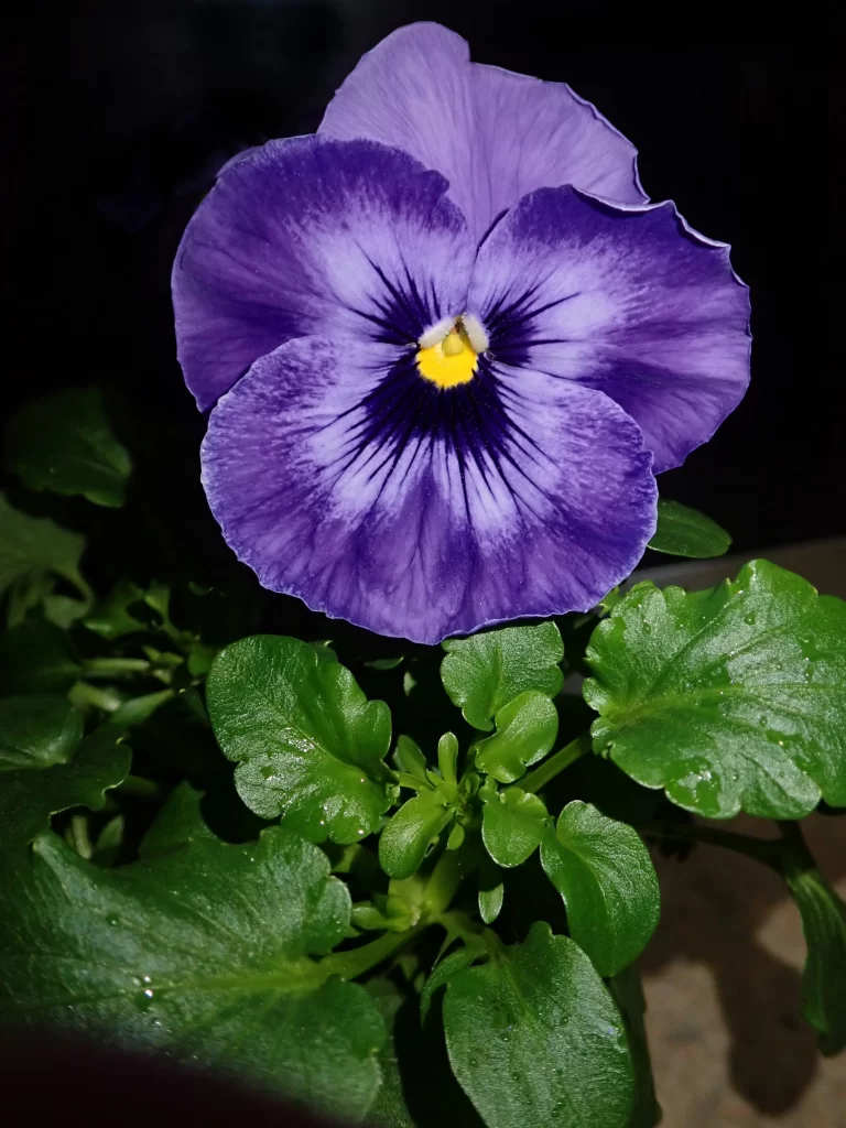 Purple Pansy Petals Yellow Center Green dark Leaves