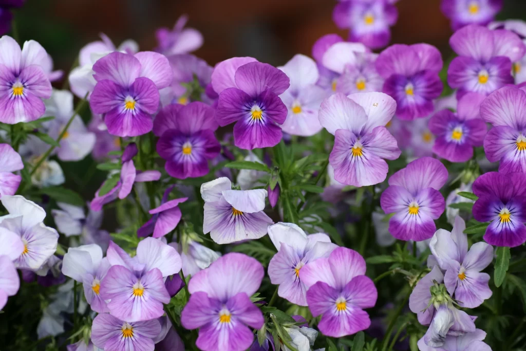 Purple Pansy Petals Yellow Center Green cool Leaves
