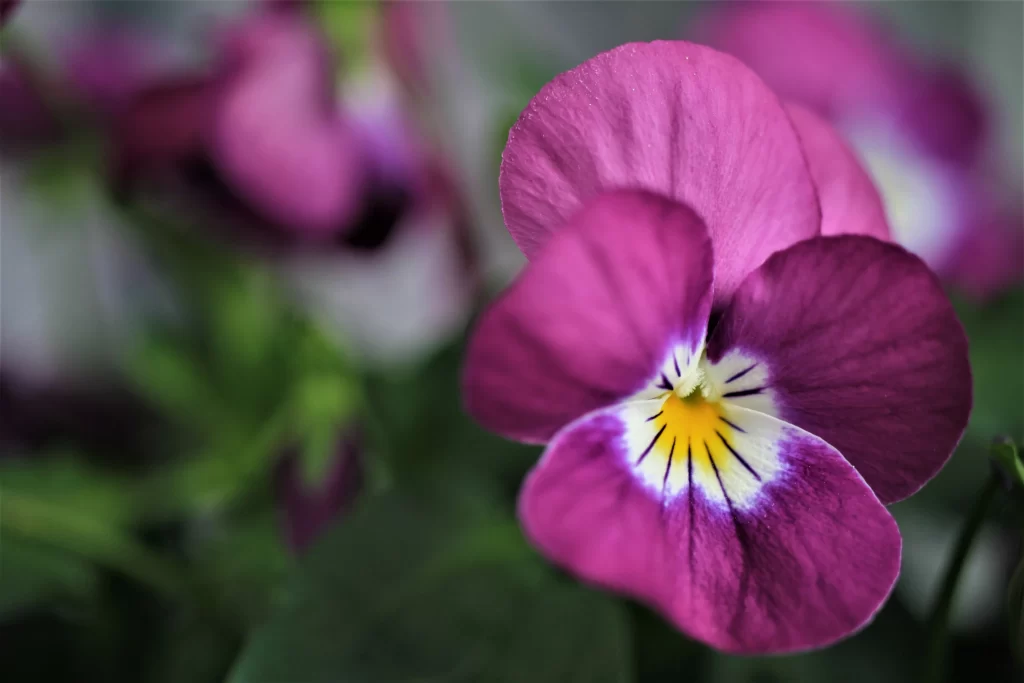 Purple Pansy Petals Yellow Center White Edges