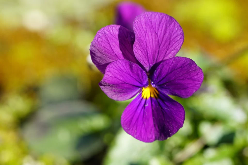Purple Pansy Petals Yellow Center Veins