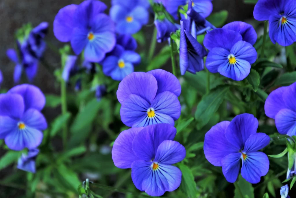 Purple Pansy Petals Yellow Center Green cool Leaves