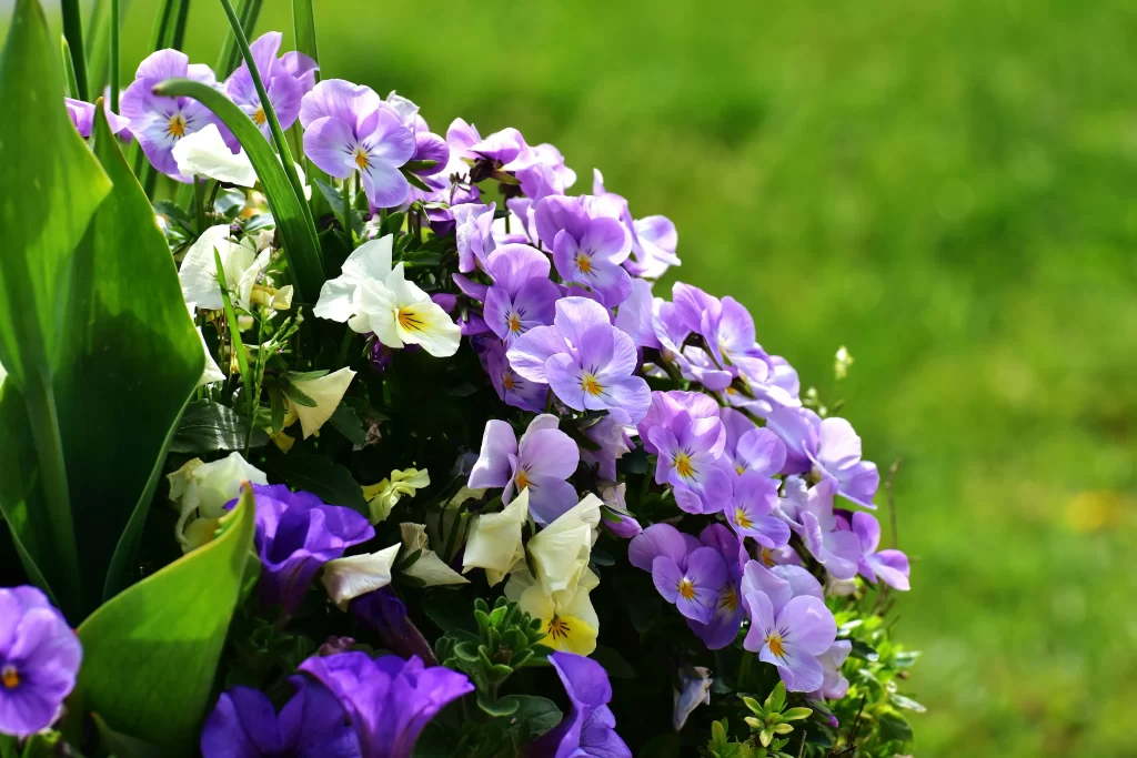 Purple Pansy Petals Yellow Center Green warm Leaves