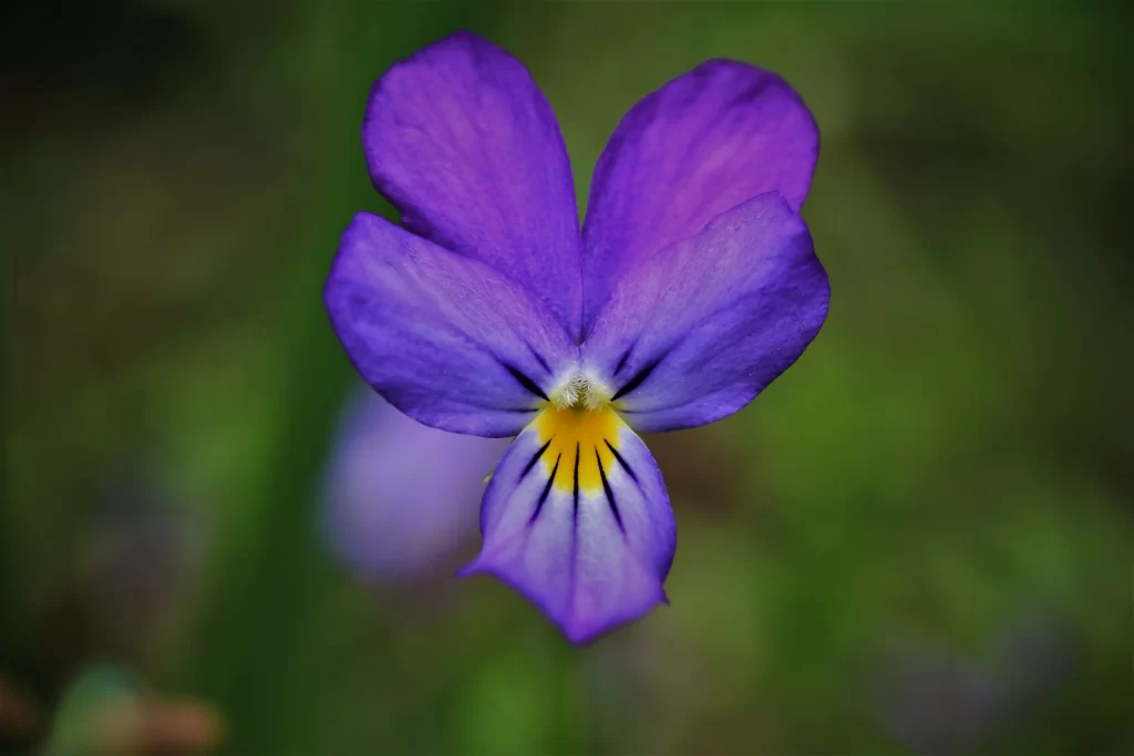 Purple Pansy Petals Yellow Center Green gray Background