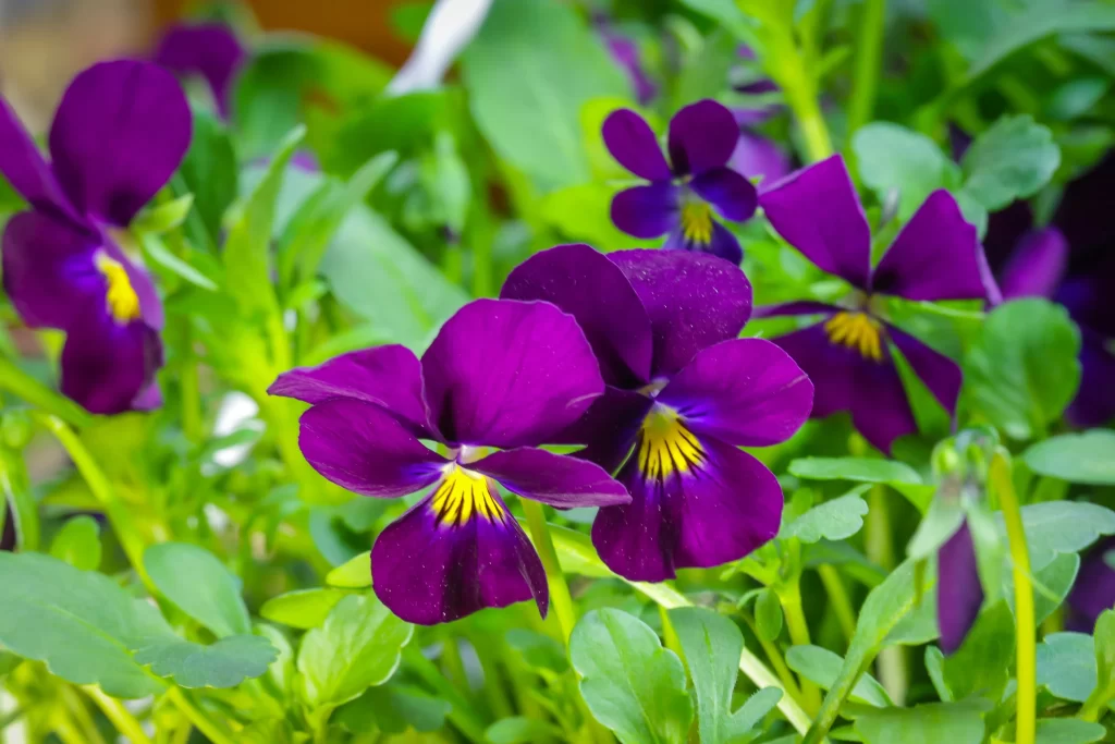 Purple Pansy Petals Yellow Center Green warm Leaves