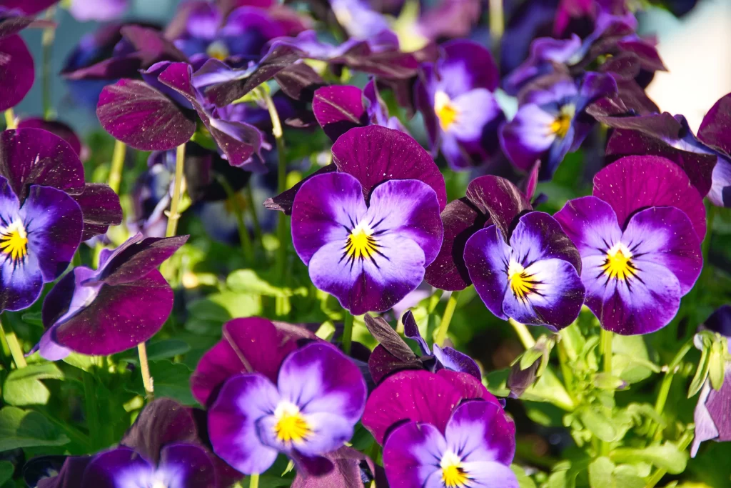Purple Pansy Petals Yellow Center Green warm Leaves