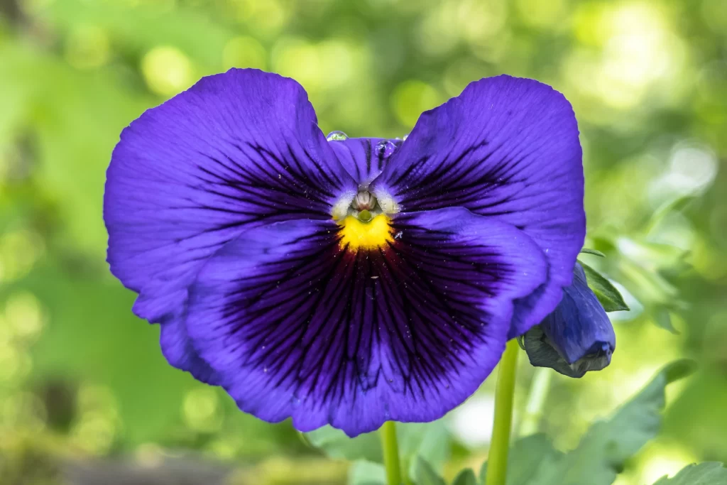 Purple Pansy Petals Yellow Center Green gray Background