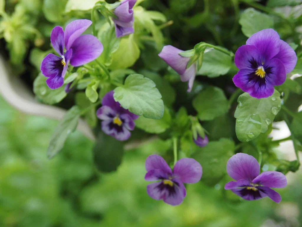 Purple Pansy Petals Yellow Center Green warm Leaves