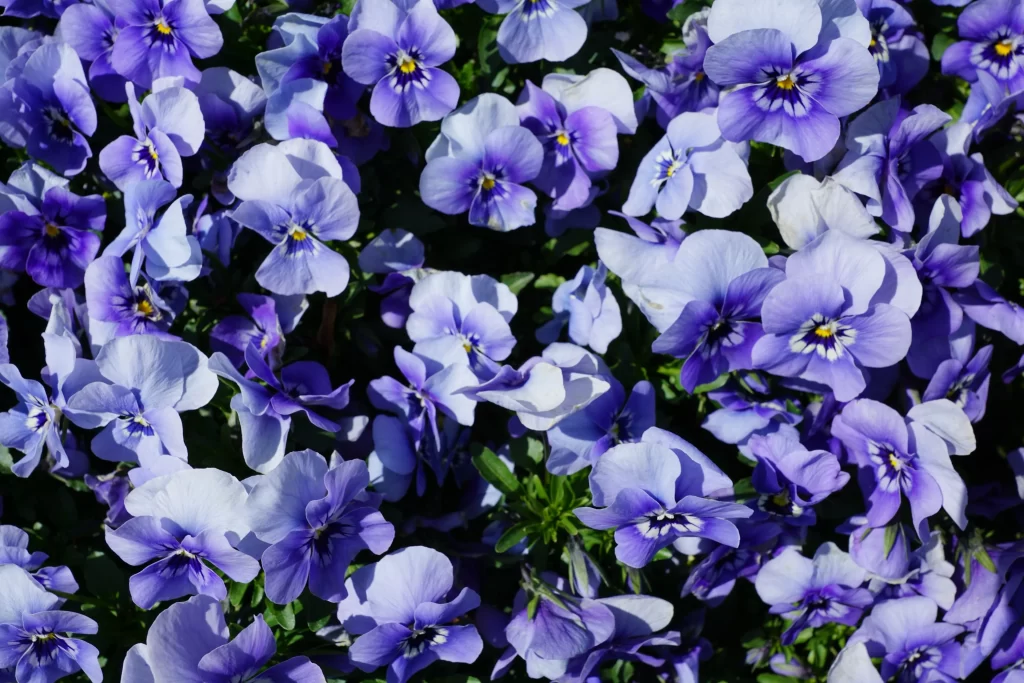Purple Pansy Petals Yellow Center Dense Cluster