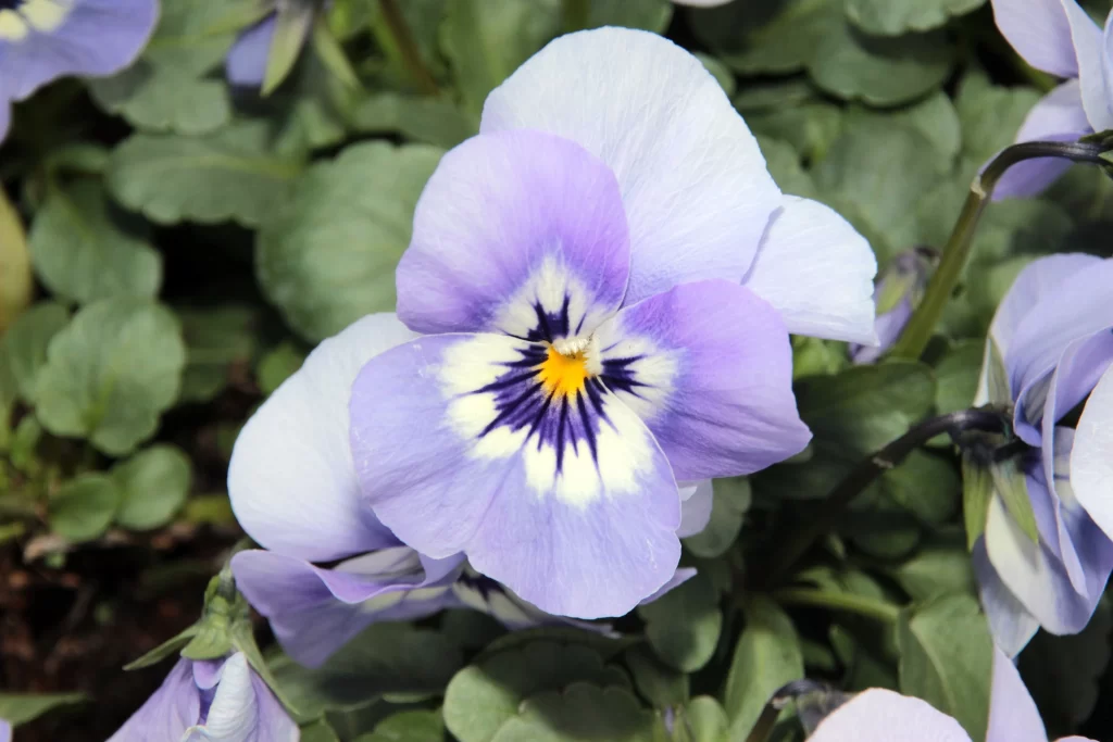 Purple Pansy Petals Yellow Center Dark Blue Lines