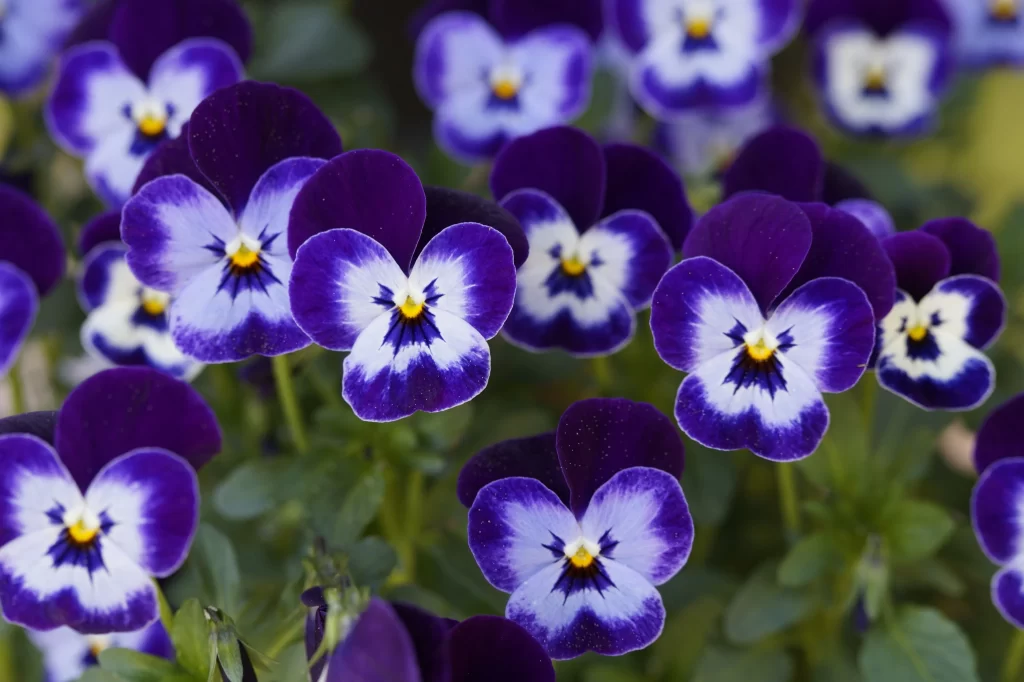 Purple Pansy Petals Yellow Center Dark Blue Edges