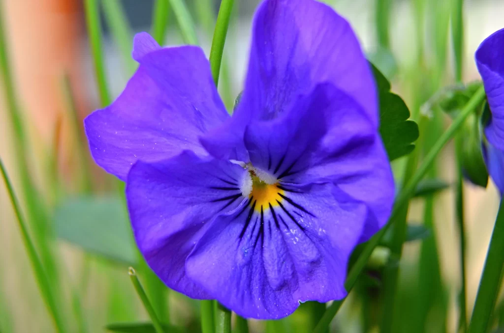 Purple Pansy Petals Yellow Center Green cool Leaves
