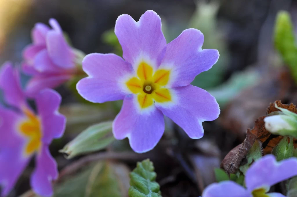 Purple Pansy Petals Yellow Center Green gray Leaves