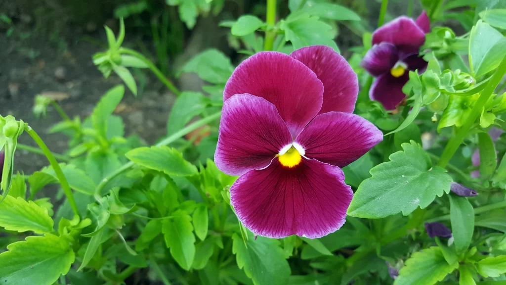Purple Pansy Petals Yellow Center Green warm Leaves