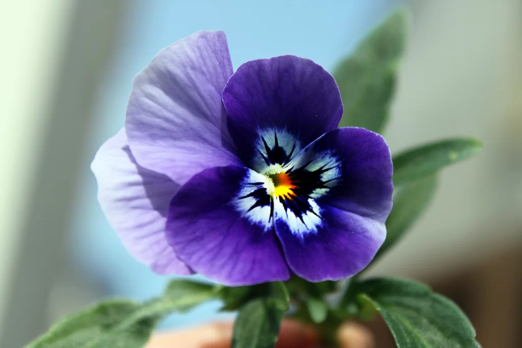 Purple Pansy Petals Yellow Center Blue Edges