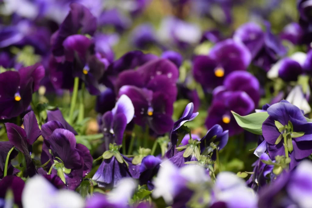 Purple Pansy Petals Yellow Center Green gray Leaves