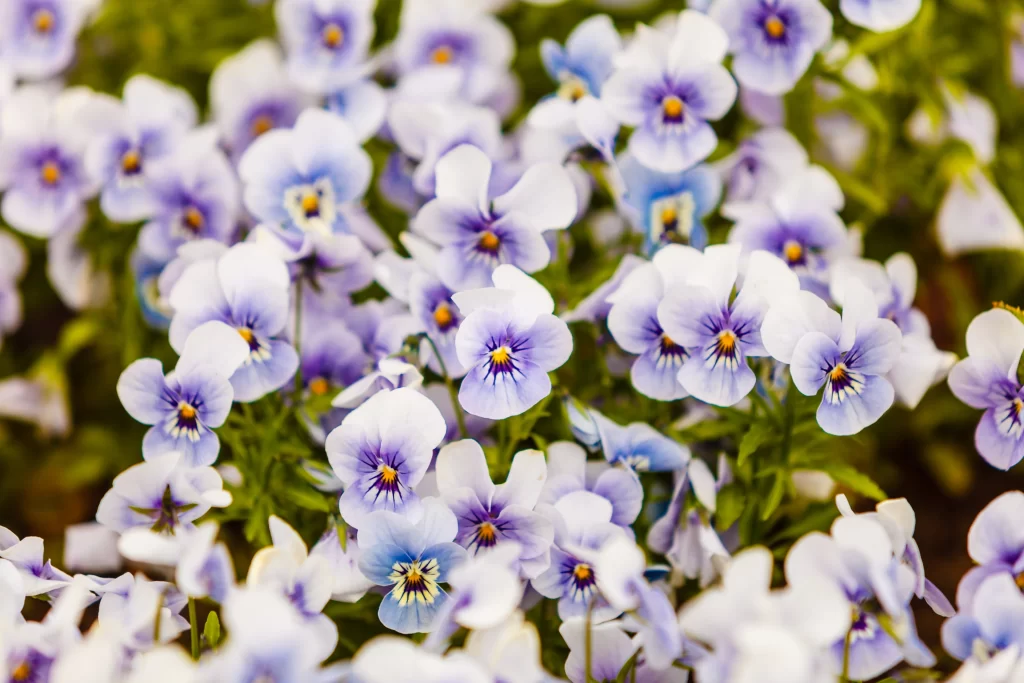 Purple Pansy Petals Yellow Center Green gray Leaves