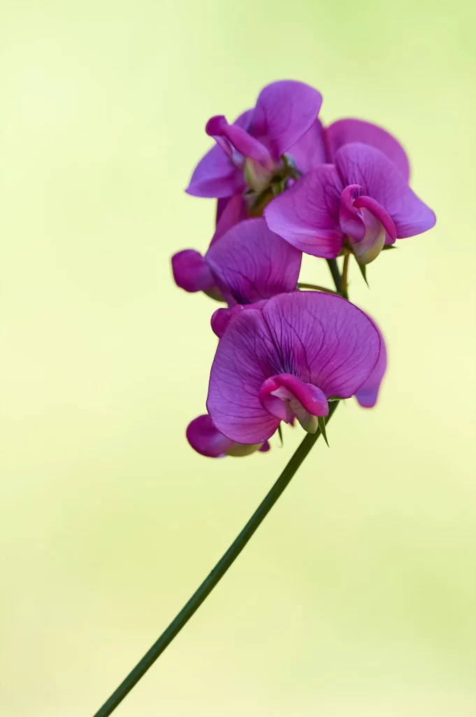 Purple Pea Blossom Petals Stem