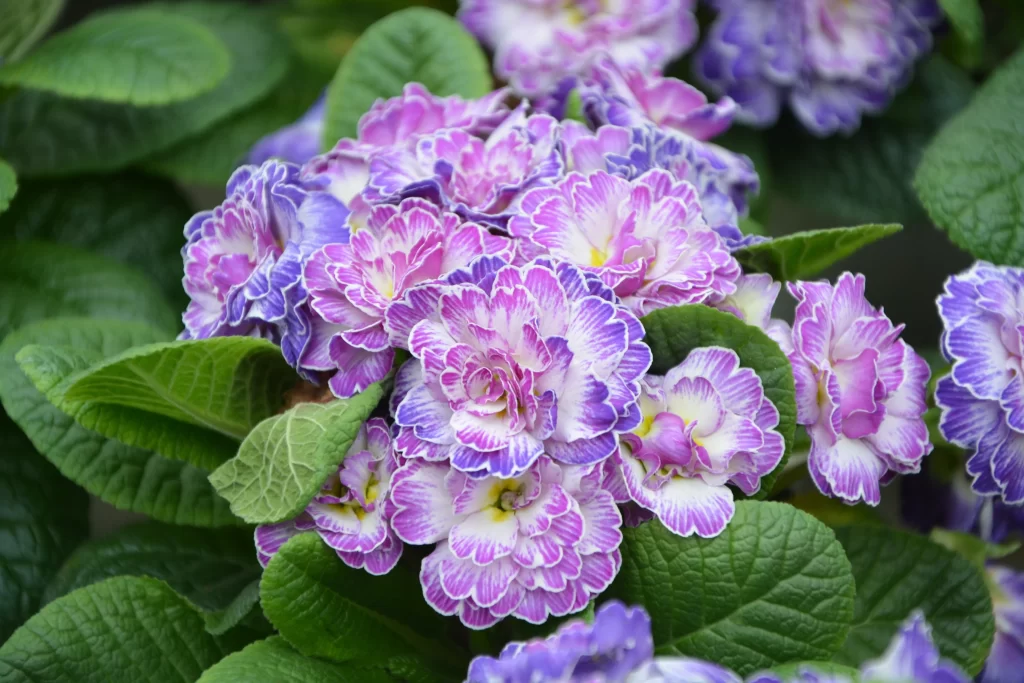 Purple Pink Primrose Petals Ruffled Edges Green Leaves