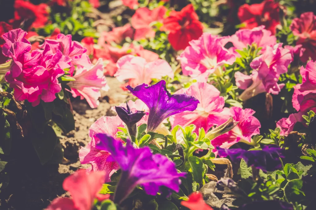 Purple Pink Red Petals Blooming Sunlight