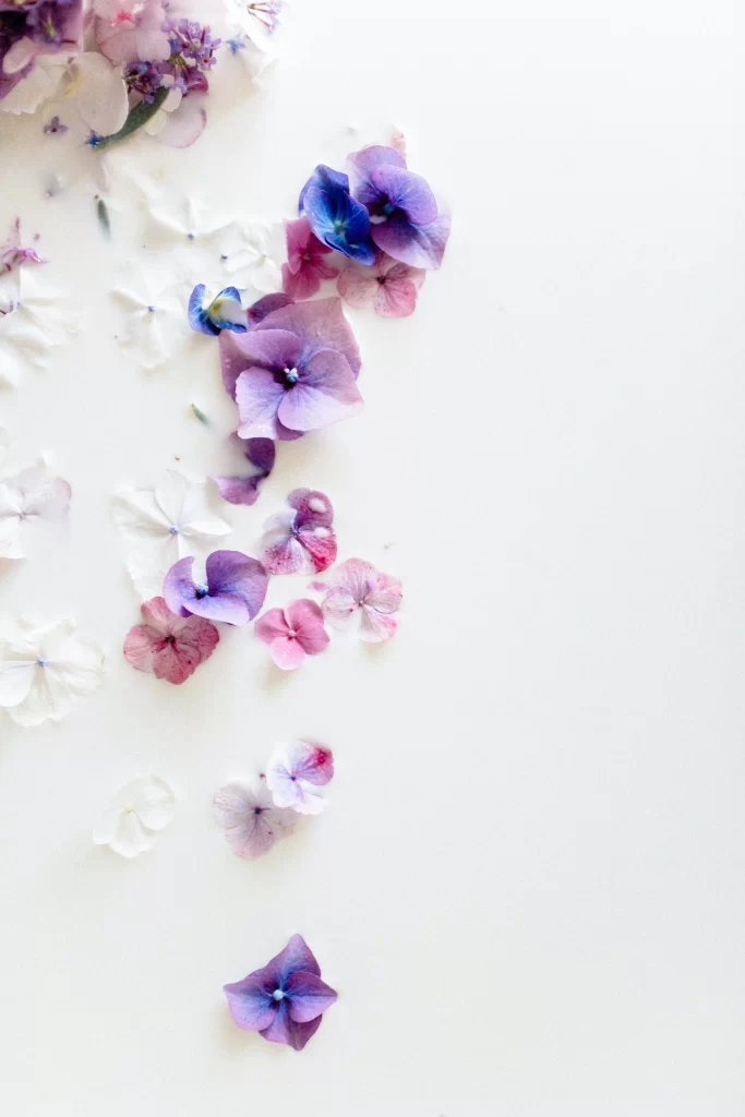 Purple Pink White Petals Delicate Soft