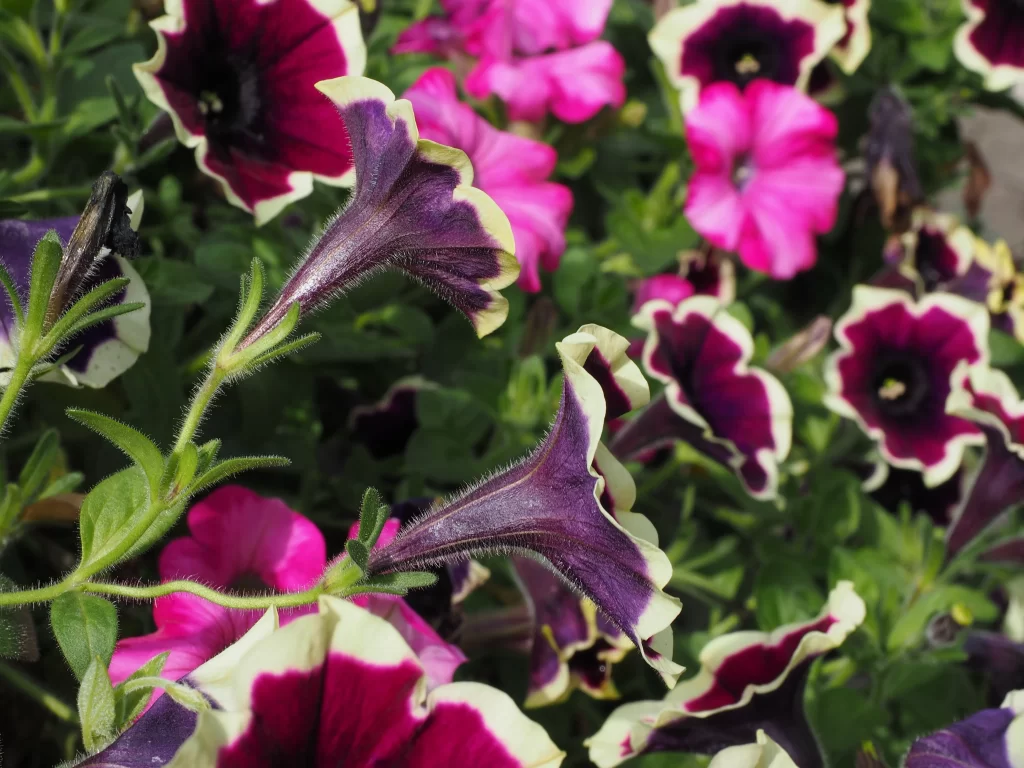 Purple Pink White Petals Blooming