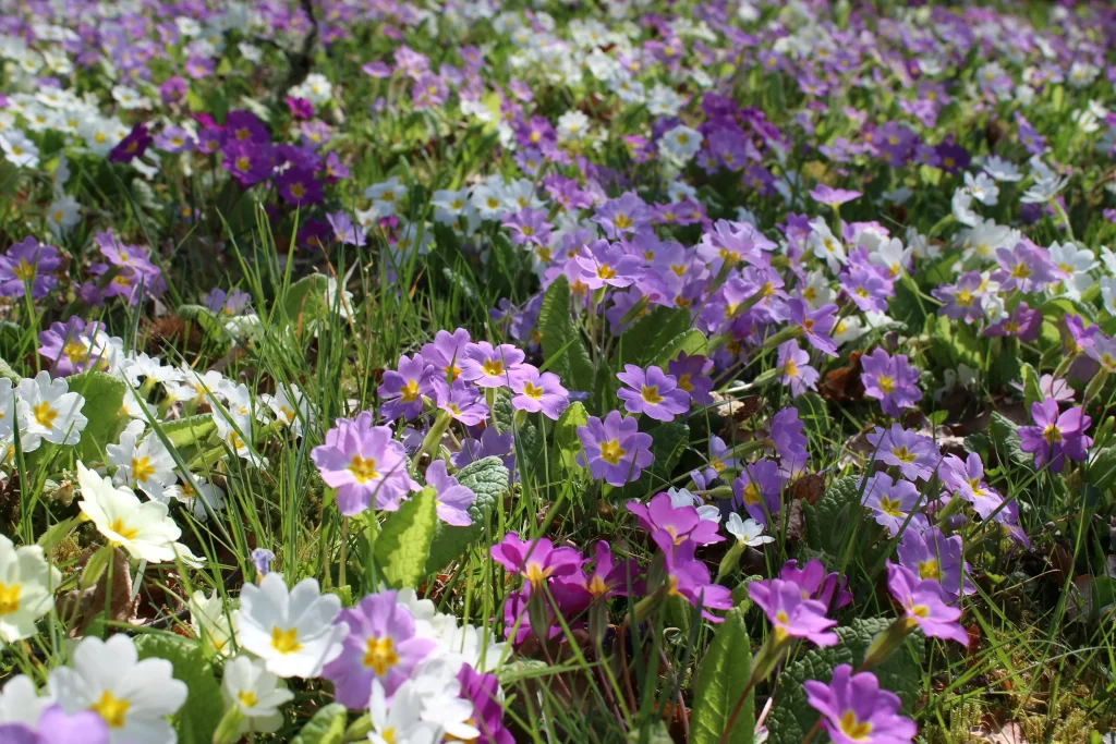 Purple Primrose Blooms Petals Yellow-Centered Greenery