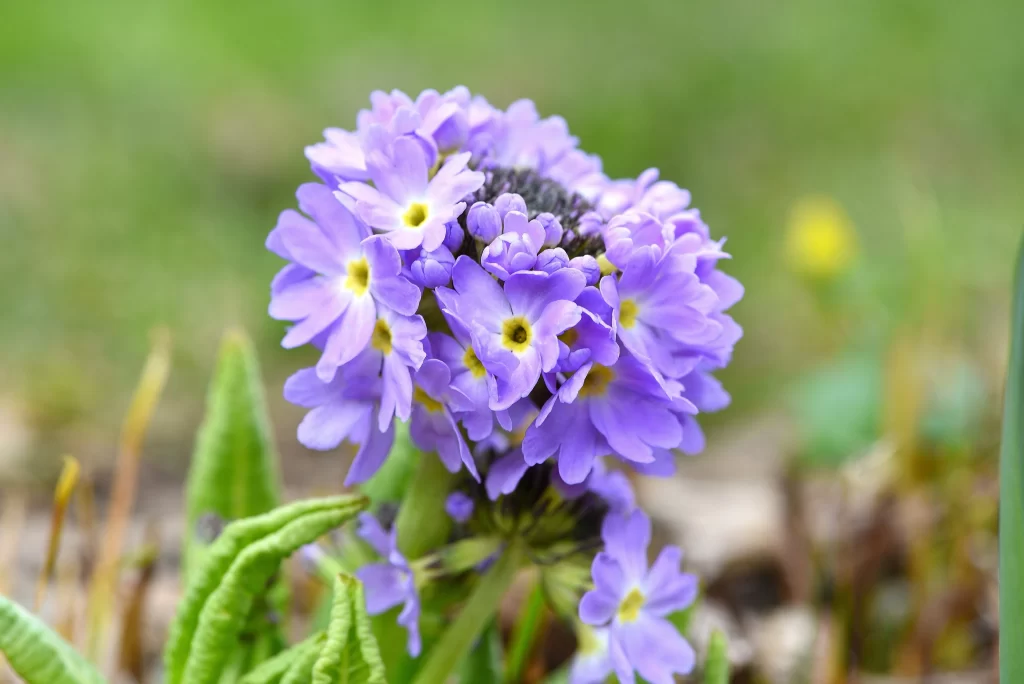 Purple Primrose Cluster Petals Yellow-Center Greenery