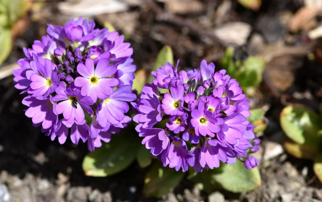 Purple Primrose Cluster Petals gray Yellow-Center