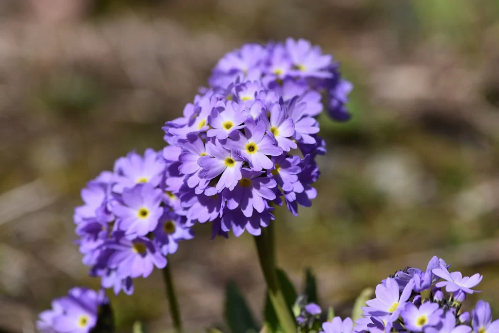 Purple Primrose Cluster Petals Yellow gray Center