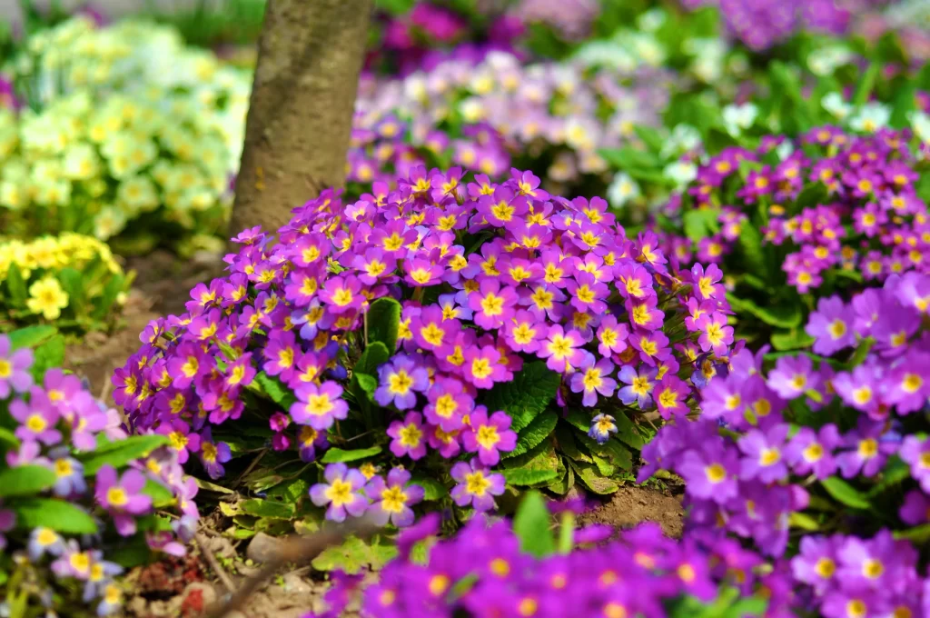 Purple Primrose Cluster Petals Yellow warm Center