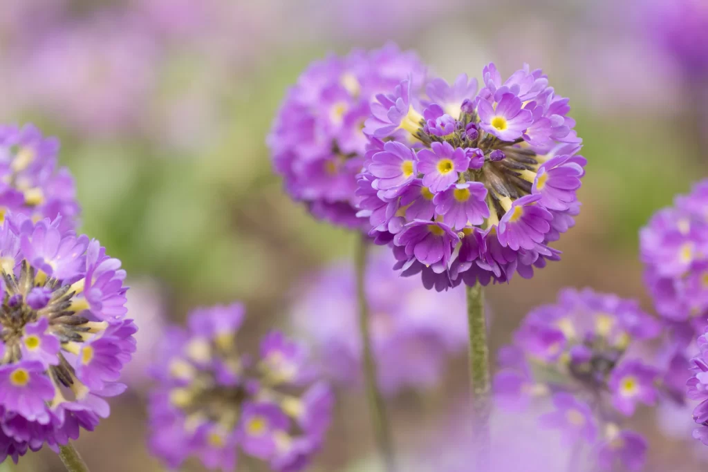 Purple Primrose Cluster Petals warm Yellow-Center