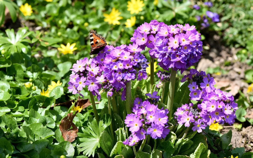 Purple Primrose Cluster Petals Butterfly Yellow Flowers
