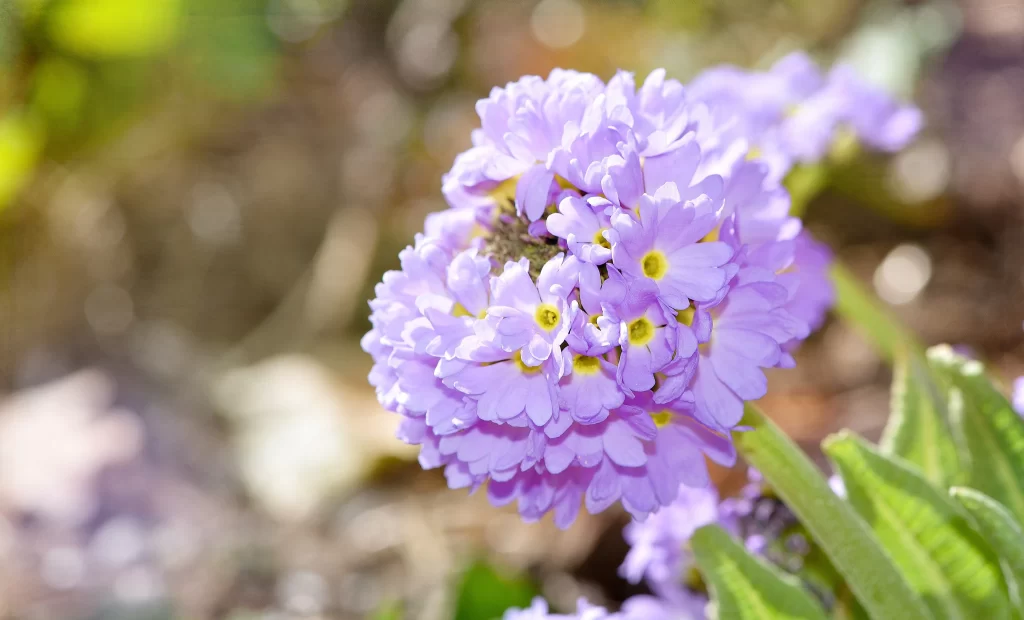 Purple Primrose Cluster Petals Yellow gray Center