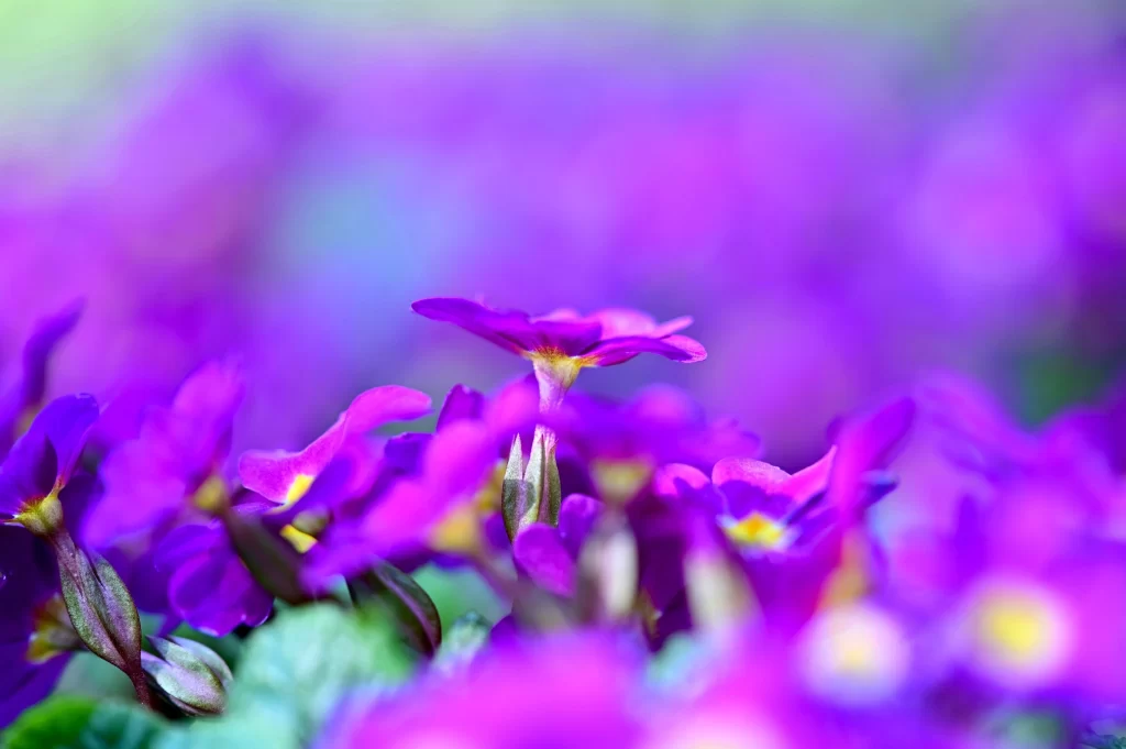 Purple Primrose Petals Bright Yellow Center