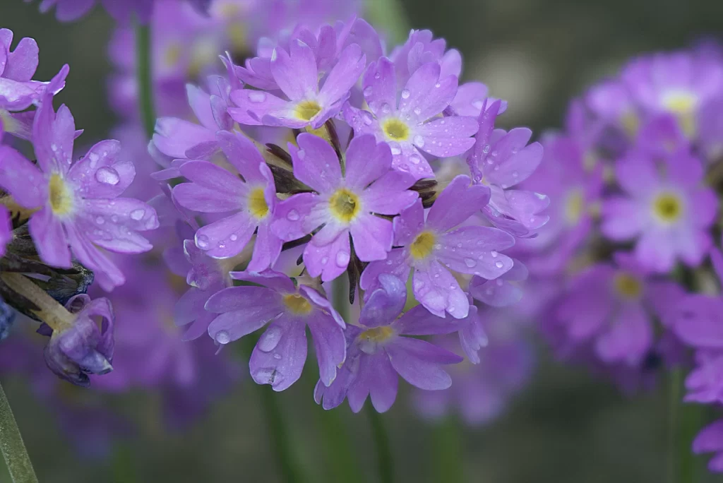Purple Primrose Petals Dewdrops Yellow cool Center